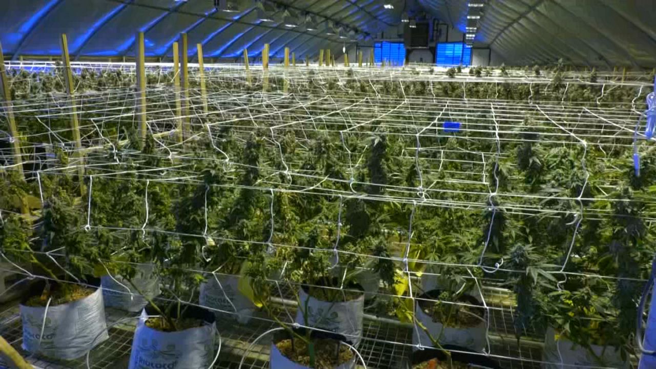 N.Y. cannabis farmers blast retail license concerns - Vimarsana News
